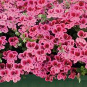 Pelargonium grandiflorum Candy Flowers Pink with Eye